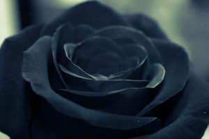 黒いバラ