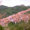吉野山の桜in2017の見頃と開花情報！アクセス方法も要チェック！