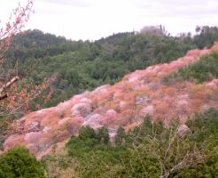 吉野山の桜①