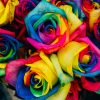 バラの花言葉は紙一重！本数や色で全然ッ違う！プロポーズの鉄板は？