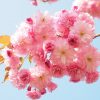 【七変化】桜の種類別の花言葉！「私を忘れないで」はフランスだけ？